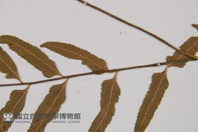 萊氏鐵角蕨藏品圖，第4張