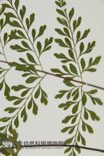 大黑柄鐵角蕨、黃鱗鐵角蕨、大羽鐵角蕨藏品圖，第3張