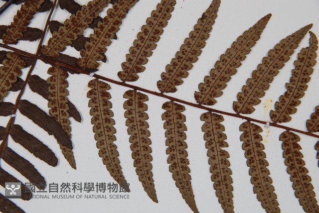 台灣黑桫欏藏品圖，第4張