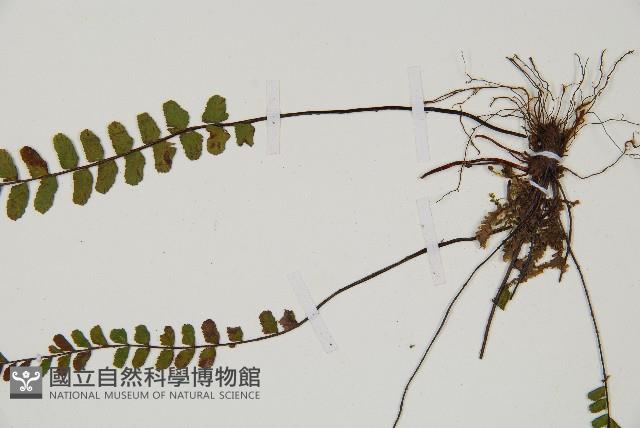 鐵角蕨藏品圖，第4張