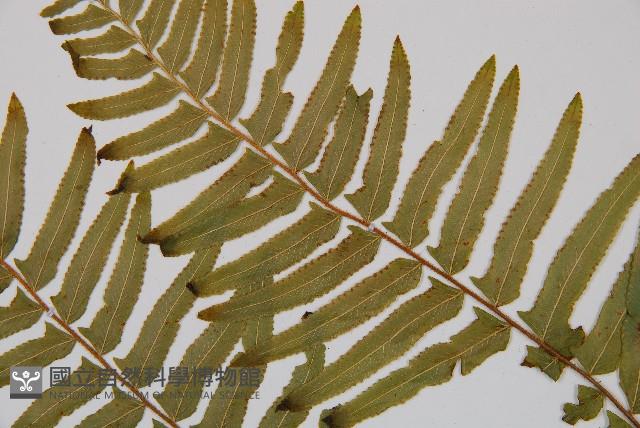 虎克氏鱗蓋蕨藏品圖，第4張