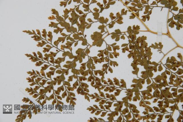 Accession Number:P003244 Collection Image, Figure 4, Total 5 Figures