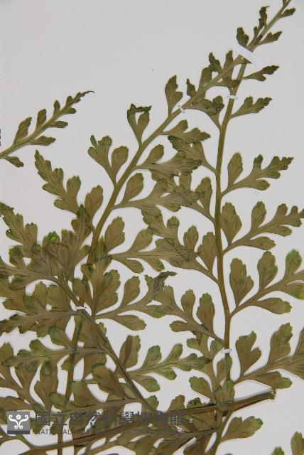 大鐵角蕨藏品圖，第4張