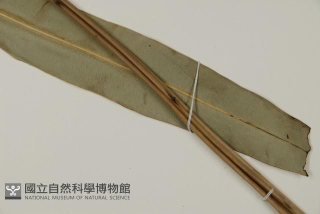 鹵蕨藏品圖，第4張