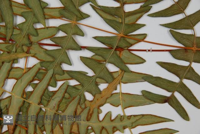 栗蕨藏品圖，第7張