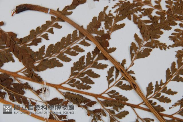 碗蕨藏品圖，第4張