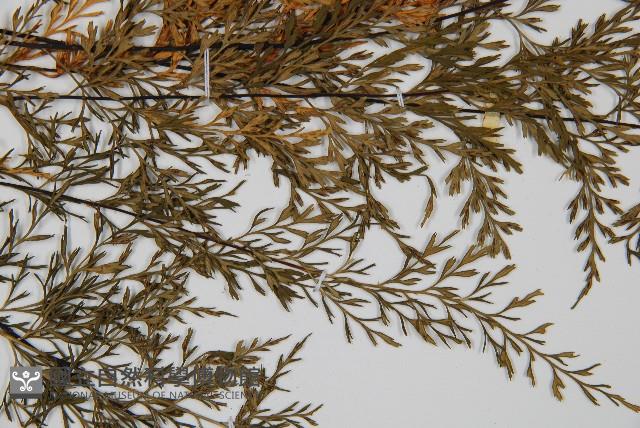 威氏鐵角蕨藏品圖，第4張