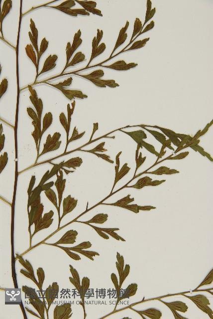 大黑柄鐵角蕨、黃鱗鐵角蕨、大羽鐵角蕨藏品圖，第4張