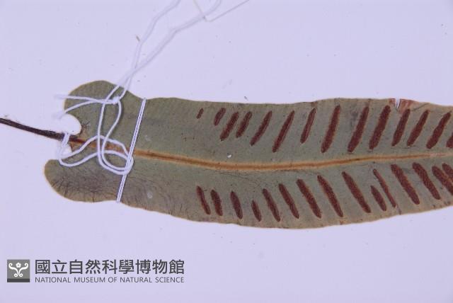 對開蕨藏品圖，第4張