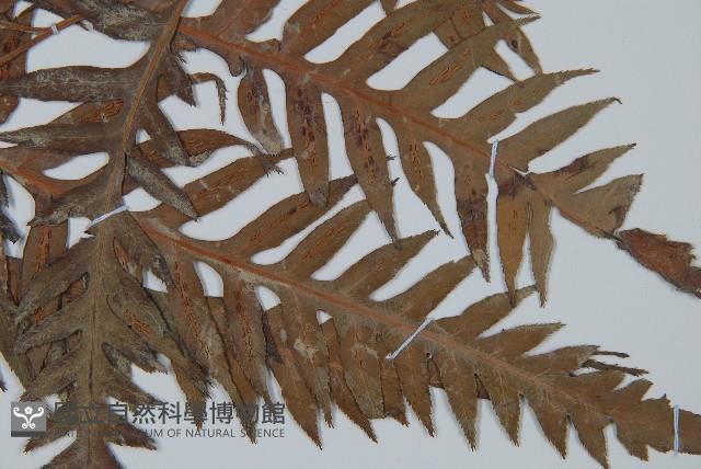 東方狗脊蕨藏品圖，第1張