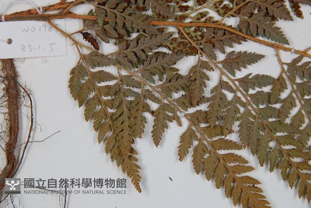 小葉複葉耳蕨藏品圖，第4張