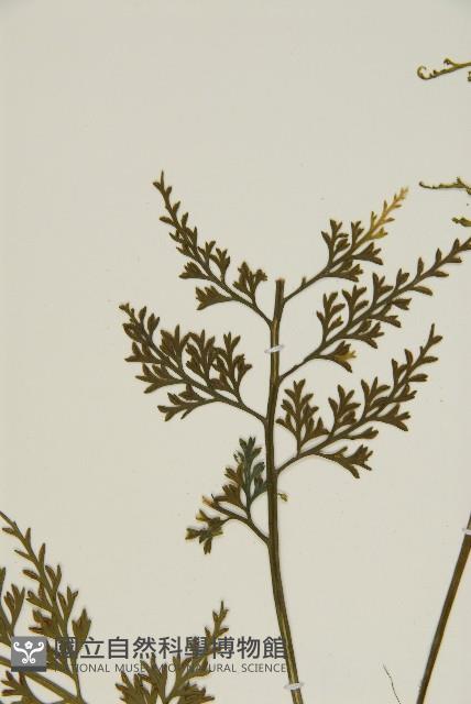 骨碎補鐵角蕨藏品圖，第4張
