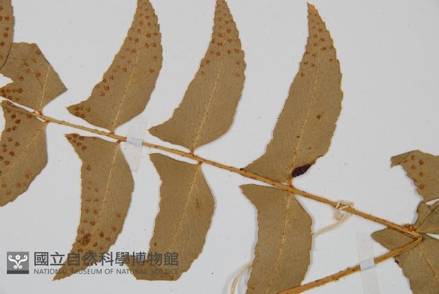 鐮羽貫眾藏品圖，第4張