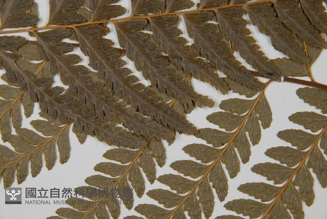 Accession Number:P011074 Collection Image, Figure 4, Total 5 Figures