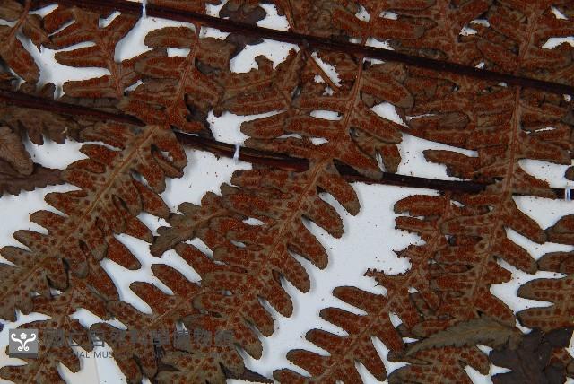 大葉黑桫欏藏品圖，第7張