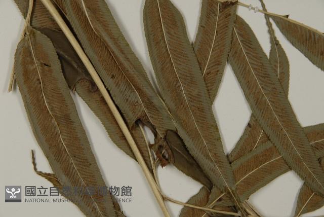 華鳳丫蕨藏品圖，第3張