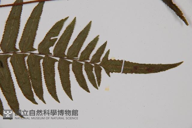 虎克氏鱗蓋蕨藏品圖，第4張