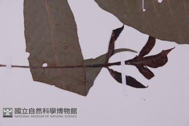 沙皮蕨藏品圖，第4張