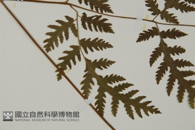 薄葉三叉蕨藏品圖，第4張