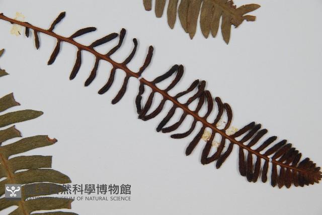 韓氏羅曼蕨藏品圖，第4張