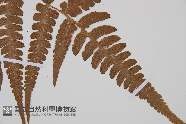 假蹄蓋蕨藏品圖，第4張