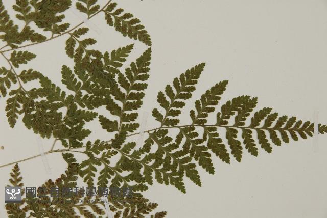 山東腫足蕨藏品圖，第7張