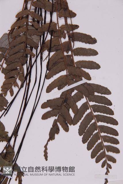 薄葉孔雀鐵角蕨、邊孢鐵角蕨藏品圖，第4張