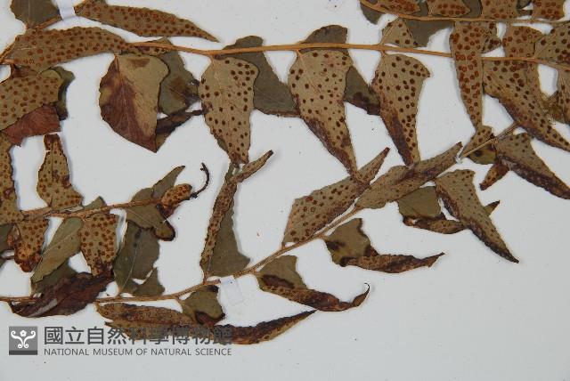 貫眾蕨藏品圖，第4張