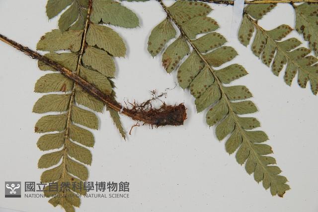 尾形複葉耳蕨藏品圖，第4張