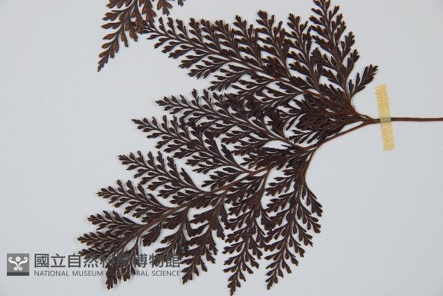 海州骨碎補藏品圖，第4張