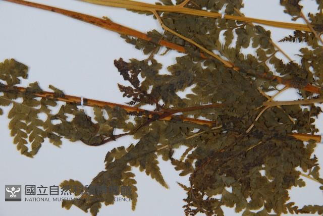 華南鱗蓋蕨藏品圖，第4張