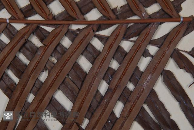 烏毛蕨藏品圖，第3張