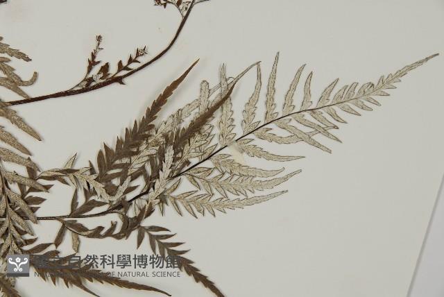 粉葉蕨藏品圖，第4張