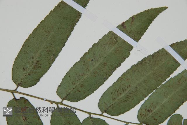 馬鞍山雙蓋蕨藏品圖，第4張