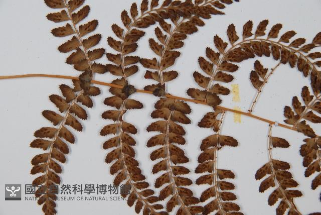 姬蹄蓋蕨藏品圖，第4張