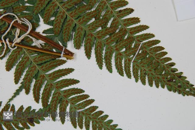 廣葉深山雙蓋蕨藏品圖，第4張