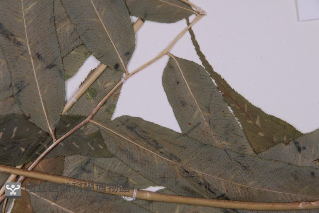 華鳳丫蕨藏品圖，第4張