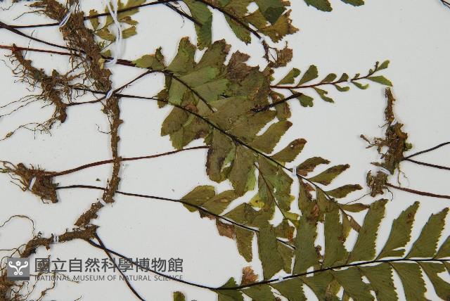 單邊鐵角蕨藏品圖，第4張