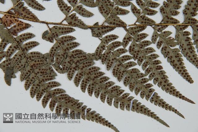 中華複葉耳蕨藏品圖，第7張