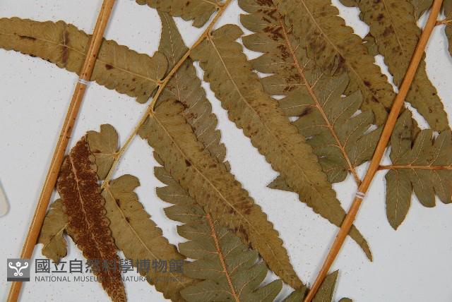 菜蕨藏品圖，第4張