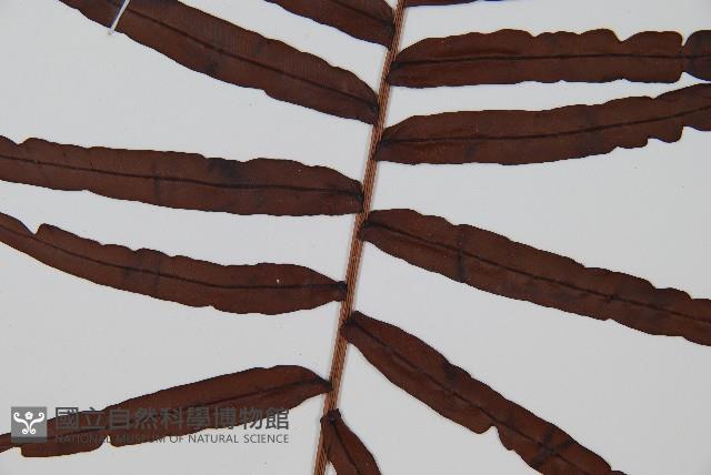 烏毛蕨藏品圖，第3張