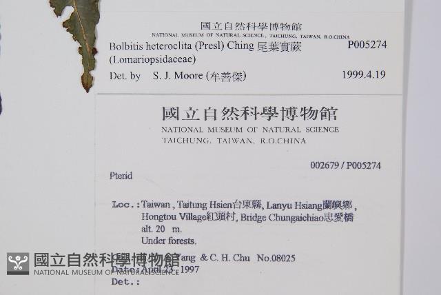 尾葉實蕨藏品圖，第4張