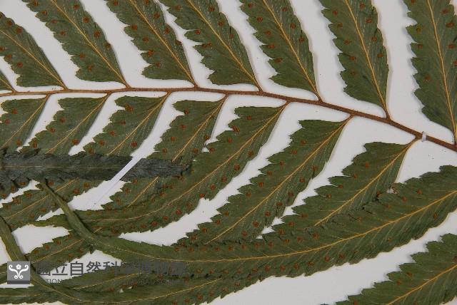 邊緣鱗蓋蕨藏品圖，第4張