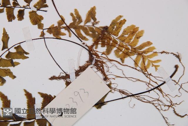 陰濕鐵角蕨藏品圖，第4張