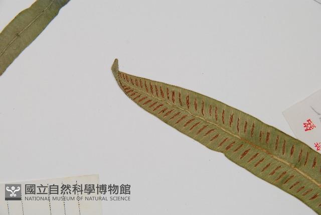 Accession Number:P003984 Collection Image, Figure 4, Total 4 Figures