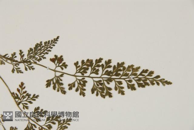 相似鐵角蕨藏品圖，第4張