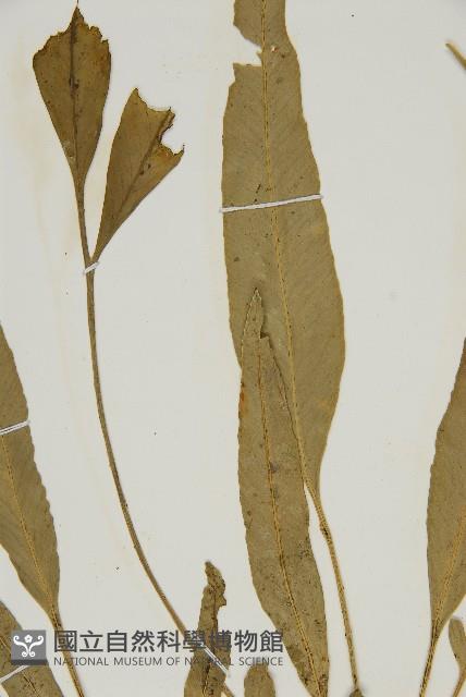 南海鐵角蕨藏品圖，第4張