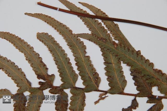 虎克氏鱗蓋蕨藏品圖，第4張