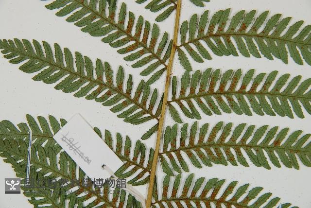 蘭嶼筆筒樹、蘭嶼桫欏藏品圖，第7張