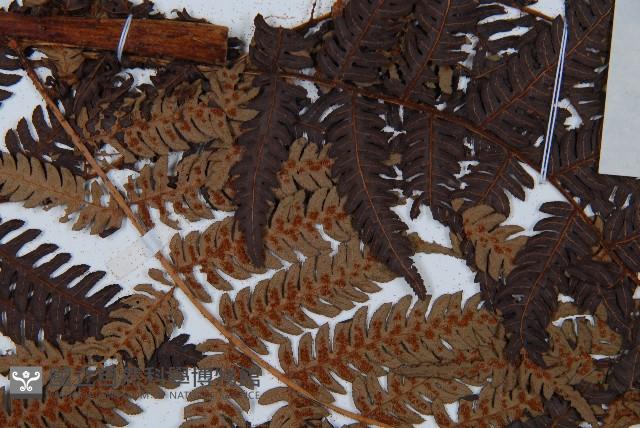 臺灣桫欏藏品圖，第4張